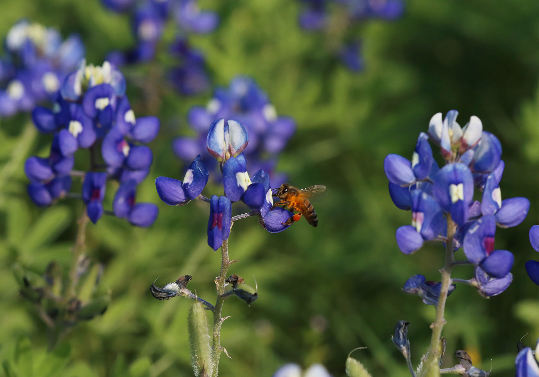 wild flowers